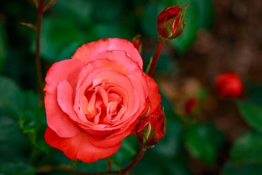 Çiçek açan güzel kokulu gül. Washington Park Gül Bahçesi, Portland, Oregon