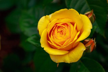 Çiçek açan güzel kokulu gül. Washington Park Gül Bahçesi, Portland, Oregon