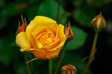 Çiçek açan güzel kokulu gül. Washington Park Gül Bahçesi, Portland, Oregon