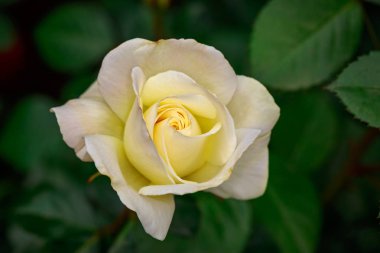 Çiçek açan güzel kokulu gül. Washington Park Gül Bahçesi, Portland, Oregon