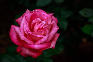 Çiçek açan güzel kokulu gül. Washington Park Gül Bahçesi, Portland, Oregon