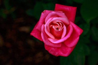 Çiçek açan güzel kokulu gül. Washington Park Gül Bahçesi, Portland, Oregon