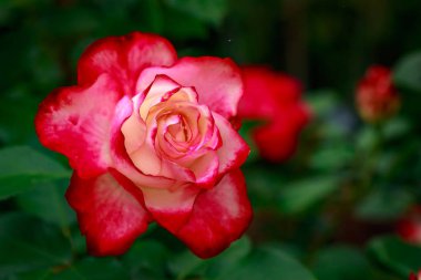 Çiçek açan güzel kokulu gül. Washington Park Gül Bahçesi, Portland, Oregon