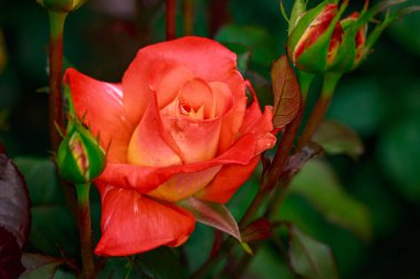 Çiçek açan güzel kokulu gül. Washington Park Gül Bahçesi, Portland, Oregon