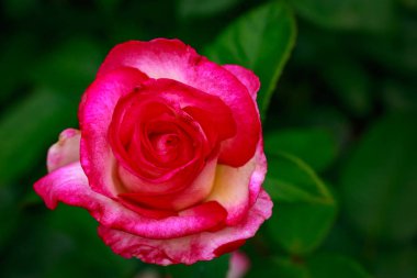 Çiçek açan güzel kokulu gül. Washington Park Gül Bahçesi, Portland, Oregon