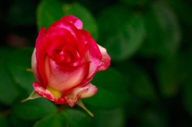 Çiçek açan güzel kokulu gül. Washington Park Gül Bahçesi, Portland, Oregon