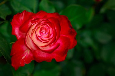 Çiçek açan güzel kokulu gül. Washington Park Gül Bahçesi, Portland, Oregon