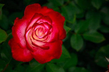 Çiçek açan güzel kokulu gül. Washington Park Gül Bahçesi, Portland, Oregon
