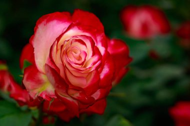 Çiçek açan güzel kokulu gül. Washington Park Gül Bahçesi, Portland, Oregon