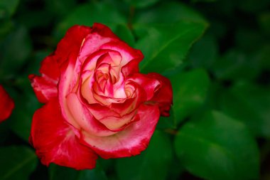 Çiçek açan güzel kokulu gül. Washington Park Gül Bahçesi, Portland, Oregon