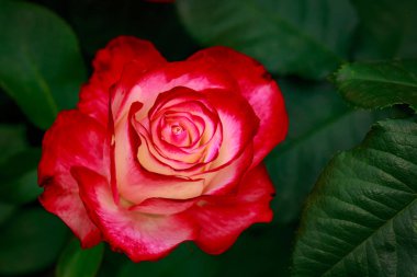 Çiçek açan güzel kokulu gül. Washington Park Gül Bahçesi, Portland, Oregon