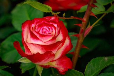 Çiçek açan güzel kokulu gül. Washington Park Gül Bahçesi, Portland, Oregon