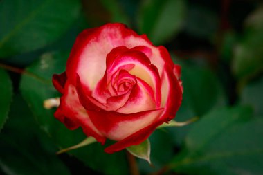 Çiçek açan güzel kokulu gül. Washington Park Gül Bahçesi, Portland, Oregon