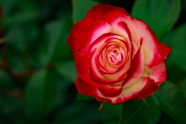 Çiçek açan güzel kokulu gül. Washington Park Gül Bahçesi, Portland, Oregon