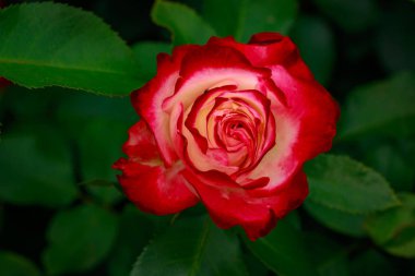 Çiçek açan güzel kokulu gül. Washington Park Gül Bahçesi, Portland, Oregon