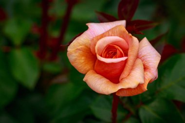 Çiçek açan güzel kokulu gül. Washington Park Gül Bahçesi, Portland, Oregon