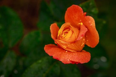 Çiçek açan güzel kokulu gül. Washington Park Gül Bahçesi, Portland, Oregon