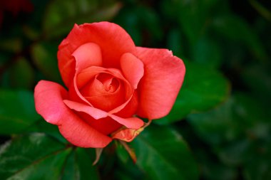Çiçek açan güzel kokulu gül. Washington Park Gül Bahçesi, Portland, Oregon