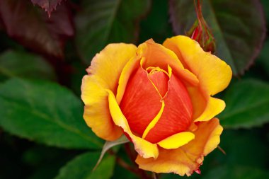 Çiçek açan güzel kokulu gül. Washington Park Gül Bahçesi, Portland, Oregon