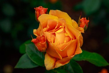 Çiçek açan güzel kokulu gül. Washington Park Gül Bahçesi, Portland, Oregon