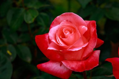 Çiçek açan güzel kokulu gül. Washington Park Gül Bahçesi, Portland, Oregon