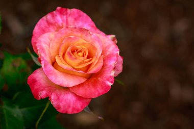 Çiçek açan güzel kokulu gül. Washington Park Gül Bahçesi, Portland, Oregon
