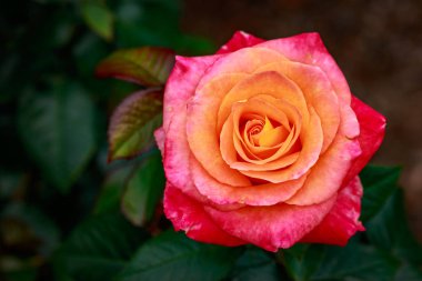 Çiçek açan güzel kokulu gül. Washington Park Gül Bahçesi, Portland, Oregon