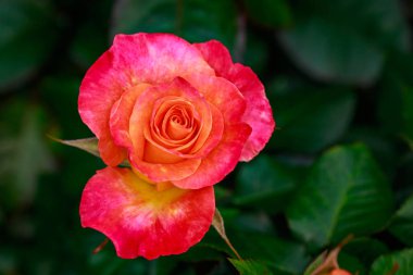 Çiçek açan güzel kokulu gül. Washington Park Gül Bahçesi, Portland, Oregon