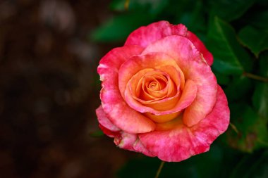 Çiçek açan güzel kokulu gül. Washington Park Gül Bahçesi, Portland, Oregon