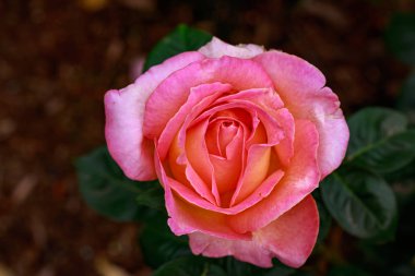 Çiçek açan güzel kokulu gül. Washington Park Gül Bahçesi, Portland, Oregon