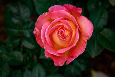 Çiçek açan güzel kokulu gül. Washington Park Gül Bahçesi, Portland, Oregon