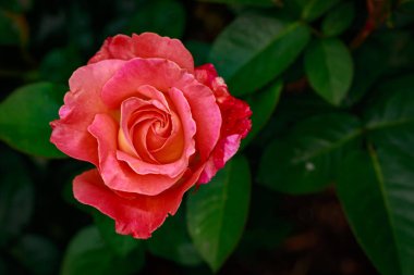 Çiçek açan güzel kokulu gül. Washington Park Gül Bahçesi, Portland, Oregon