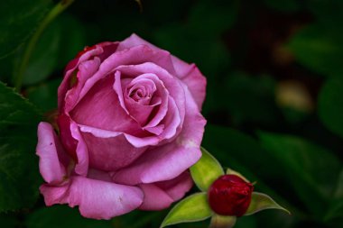 Çiçek açan güzel kokulu gül. Washington Park Gül Bahçesi, Portland, Oregon