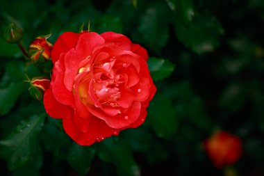 Çiçek açan güzel kokulu gül. Washington Park Gül Bahçesi, Portland, Oregon