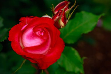 Çiçek açan güzel kokulu gül. Washington Park Gül Bahçesi, Portland, Oregon