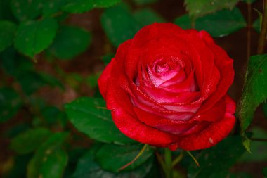 Çiçek açan güzel kokulu gül. Washington Park Gül Bahçesi, Portland, Oregon