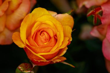 Çiçek açan güzel kokulu gül. Washington Park Gül Bahçesi, Portland, Oregon