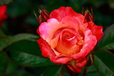 Çiçek açan güzel kokulu gül. Washington Park Gül Bahçesi, Portland, Oregon