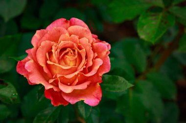 Çiçek açan güzel kokulu gül. Washington Park Gül Bahçesi, Portland, Oregon