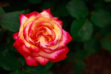 Çiçek açan güzel kokulu gül. Washington Park Gül Bahçesi, Portland, Oregon