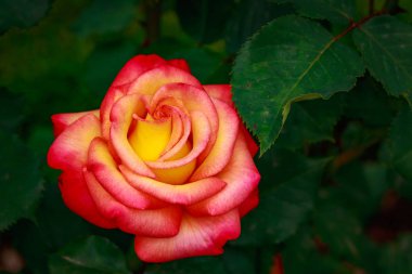 Çiçek açan güzel kokulu gül. Washington Park Gül Bahçesi, Portland, Oregon