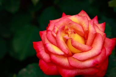 Çiçek açan güzel kokulu gül. Washington Park Gül Bahçesi, Portland, Oregon