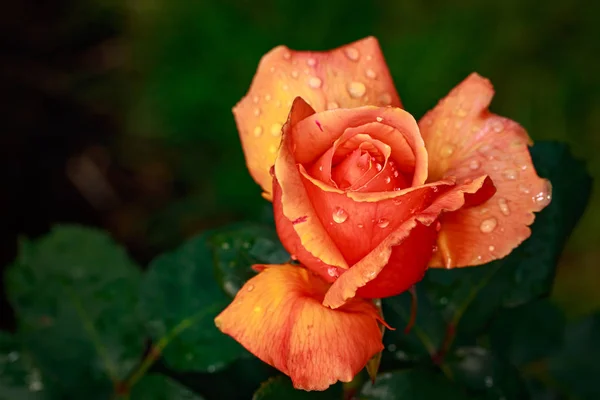 Fragrant Rose Full Blossom Washington Park Rose Garden Portland Oregon — Stock Photo, Image