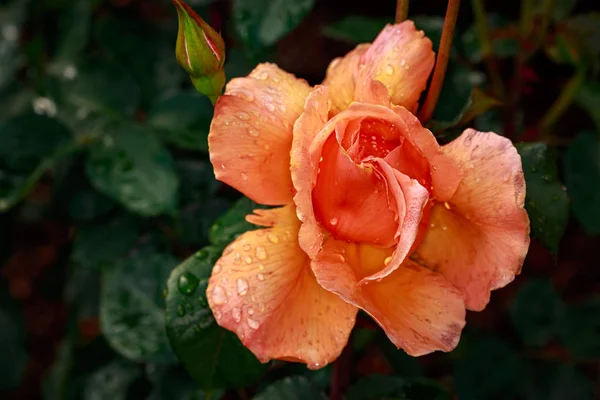 Çiçek açan güzel kokulu gül. Washington Park Gül Bahçesi, Portland, Oregon