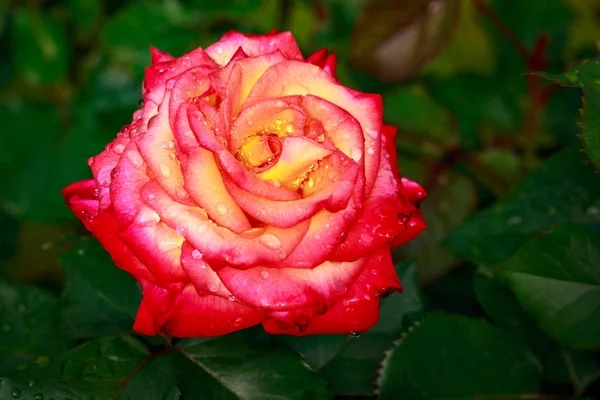 Rosa Fragante Plena Floración Washington Park Rose Garden Portland Oregon — Foto de Stock