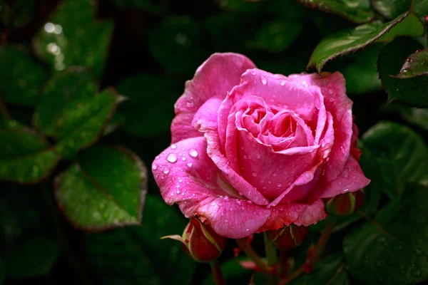 Rosa Fragante Plena Floración Washington Park Rose Garden Portland Oregon — Foto de Stock