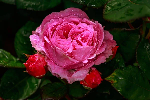 Çiçek açan güzel kokulu gül. Washington Park Gül Bahçesi, Portland, Oregon