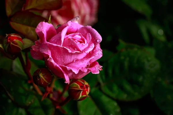 Pachnąca Róża Pełnym Rozkwicie Washington Park Rose Garden Portland Oregon — Zdjęcie stockowe