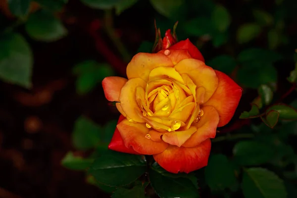 Rosa Fragante Plena Floración Washington Park Rose Garden Portland Oregon — Foto de Stock