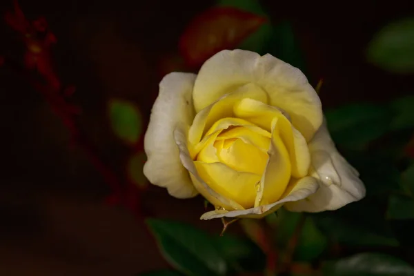 Rosa Fragante Plena Floración Washington Park Rose Garden Portland Oregon — Foto de Stock